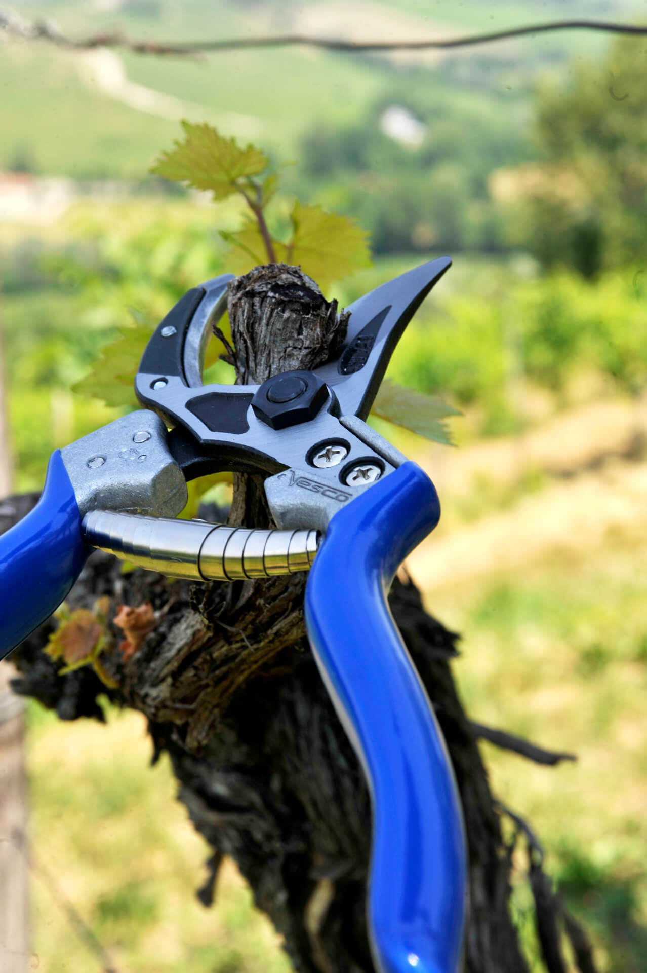 orezivanje vinove loze makaze